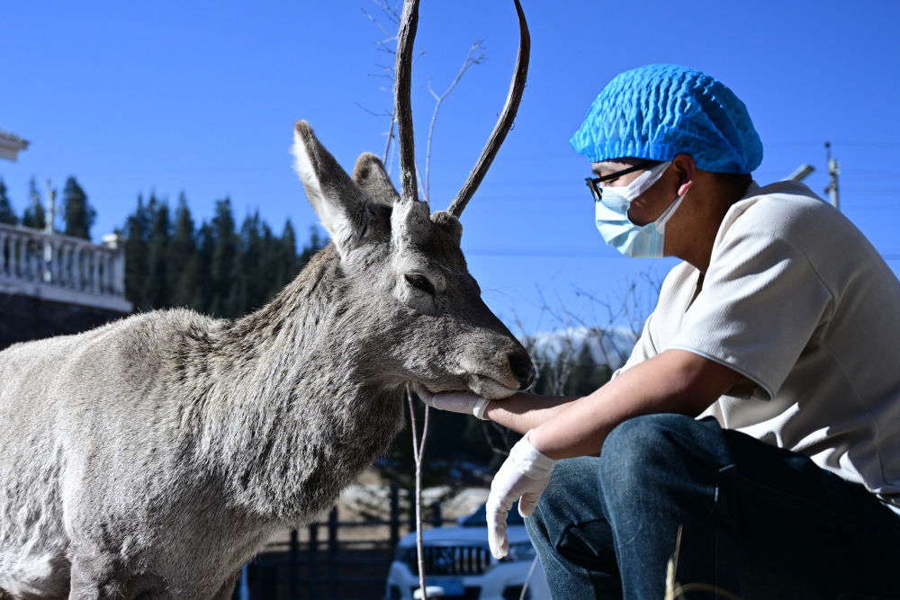 祁連山下，有家野生動物“福利院”